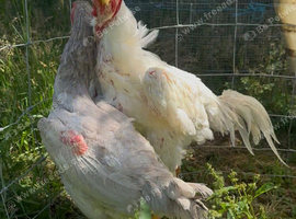 Pair of Shamo