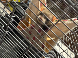 Ferret for sale
