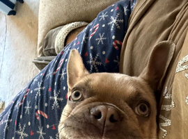 1 year old frenchie