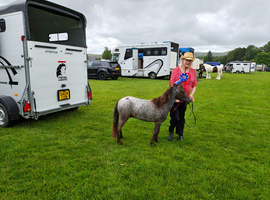 Reg British Spotted Pony 2yo colt AMHA bred