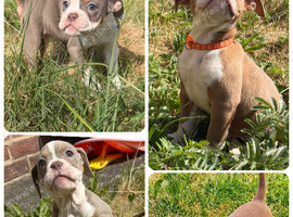 Old tyme bulldogs