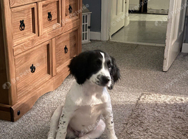 A male cocker spaniel