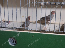 Pair of red headed finches