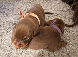 Doberman Puppies
