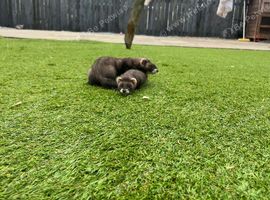 Male and Jill ready to leave 8 weeks