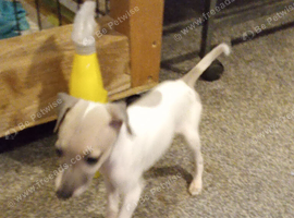 Italian greyhound pups for sale