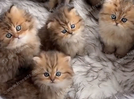 PURE PERSIAN KITTENS