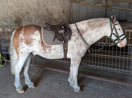 Show cob light weight hunter 15hh