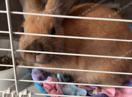 4 month rabbit