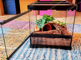 Exo Terra Terrarium with Pamphobeteus Vespertinus female tarantula