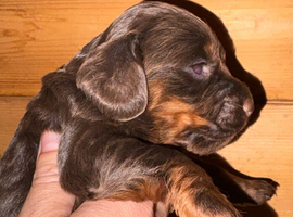 Traditional Working Cocker Spaniels