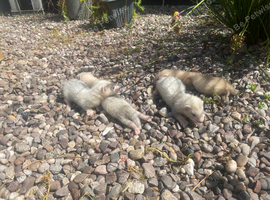Litter of 4 available from 10/7/26 pure silver mitt x half micro silver mitt(small)