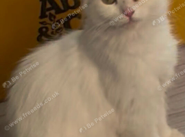 Persian Turkish Angore female cat