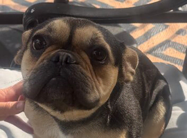 French bulldog girl