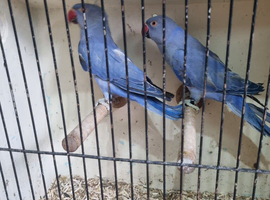 Violet ringneck males ( NOT TAME )