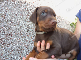 Dobermann puppies