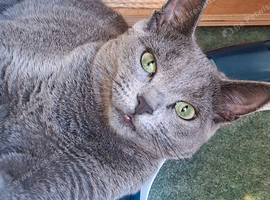 Russian blue kitten