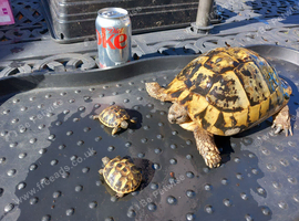 Swansea Hermann Tortoise Home
