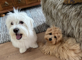 Two Maltipoo boys