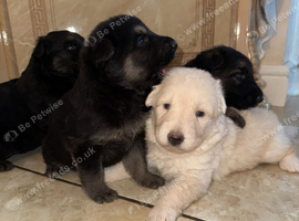 German Shepard puppies