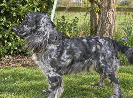 Merlin show cocker spaniel