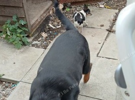 3 year old girl rottie needing new home