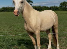 Quality 2yo Welsh D Filly