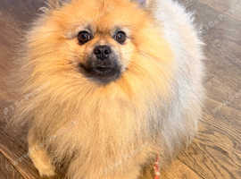 Cheeky Pomeranian for stud
