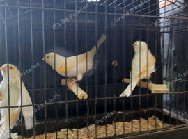 new colour canaries
