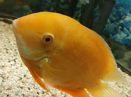 Severums