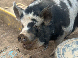 4 Kune Kune (3 gilt 1 sow) all under 4yrs. PET ONLY HOME