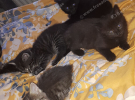 3 kittens 6 weeks old ready in 2 weeks