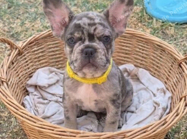 Last adorable girl ready for loving home