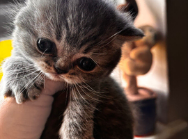 British shorthair Blue tabby boy