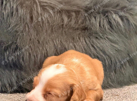 Cocker spaniel puppies