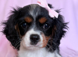 Beautiful Cavalier girl