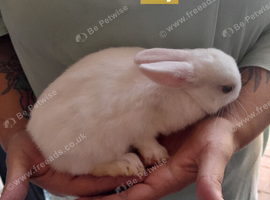 Baby rabbit for sale