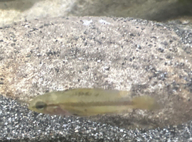 Apistogramma trifasciata juvenile
