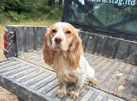 4 YEAR OLD WORKING COCKER SPANIEL