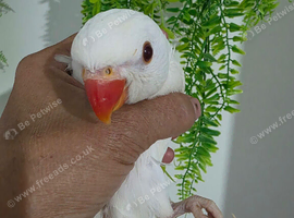 Baby hand-reared Indian ring necks for sale white albino and green available