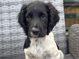 Kc health tested springer pups