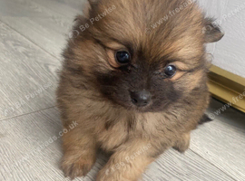 2 loving boy full Pomeranian puppies