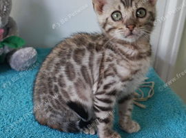 Gorgeous Rosette Bengal Girl Kitten