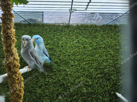 Lovely Bonded Pair Celestial Parrotlets