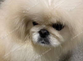 White male Pekingese