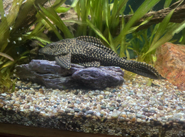 Plec tank cleaner sucker fish