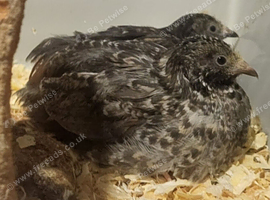 2 Male button quail FREE