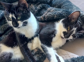 2 x 2 year old cats urgently need home