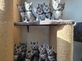 Fully Health Tested Bengal Kittens