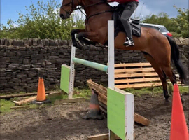 Irish Sports Mare - talented all rounder